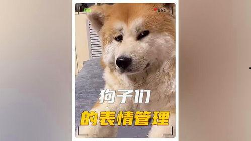 娱乐圈狗子爆料事件,揭秘明星背后的真实故事